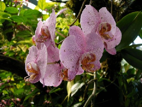 Orchidee
